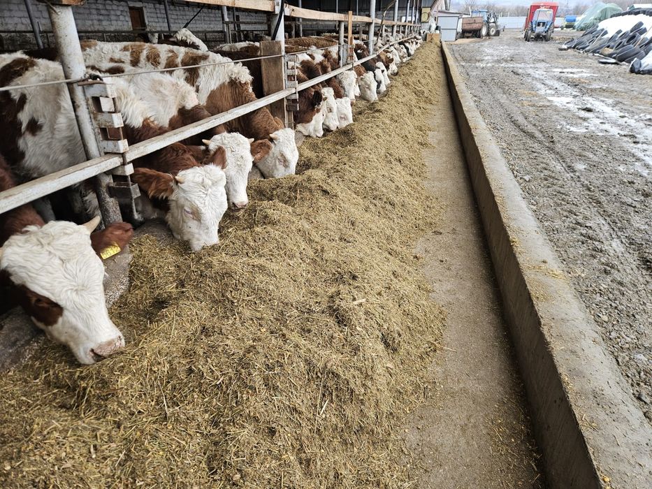 Vitele de Baltate romaneasca