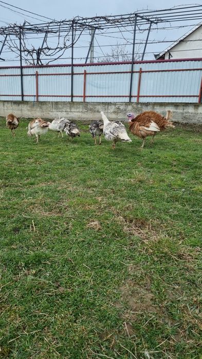 Disponibile oua de curcă.