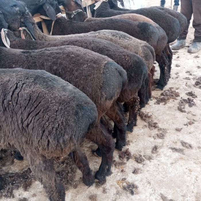 Shu qoʻchqorlar sotiladi