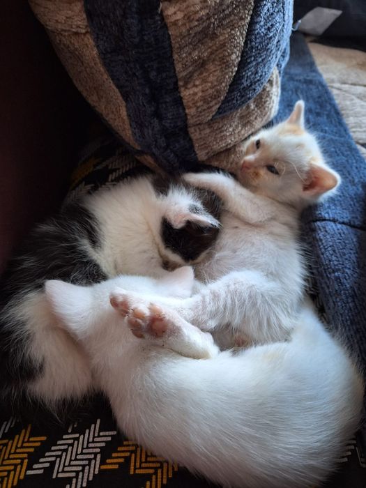 Отдам даром котят