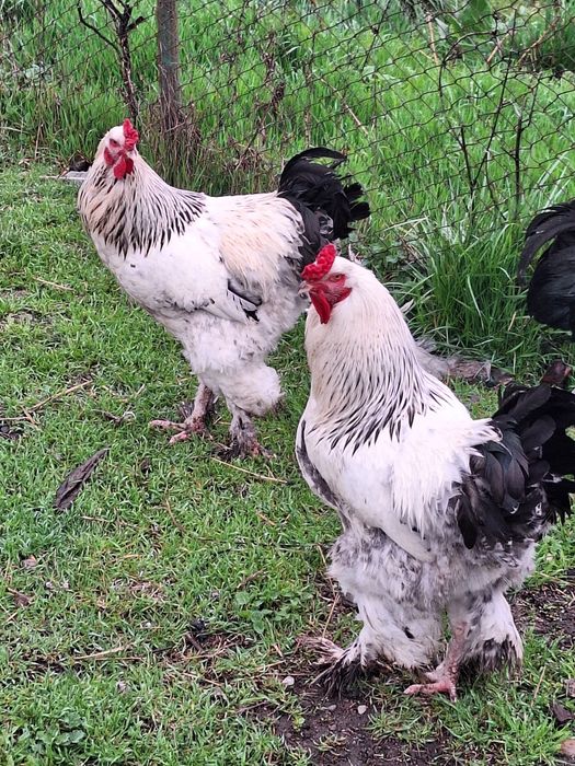 2 Cocosi Brahma  an 2025 cauta familie noua!!