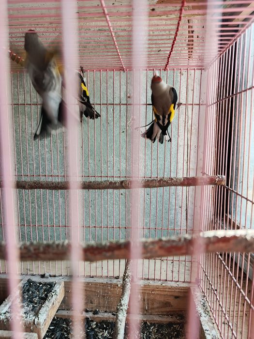 Щеглы седоголовые простушки.