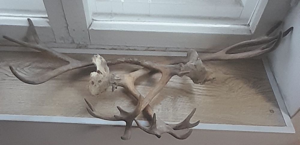 Продам Рога Оленя