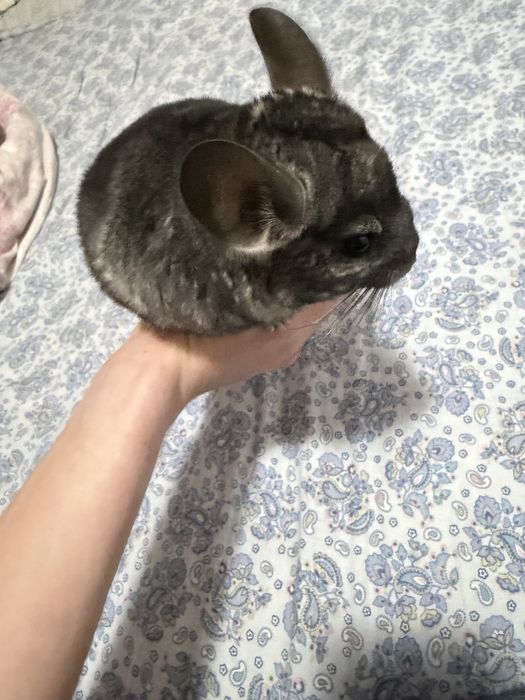 Vand pui chinchilla lanigera,Pretul este de 300lei unul 500 ambii.