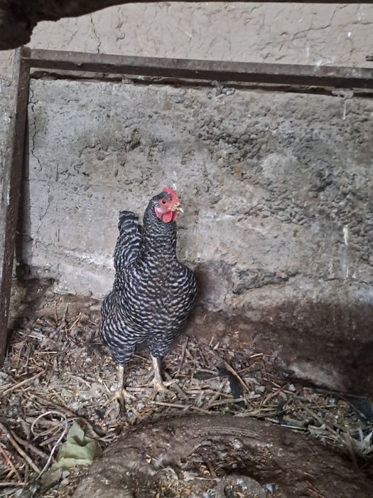 Прадам куры петух