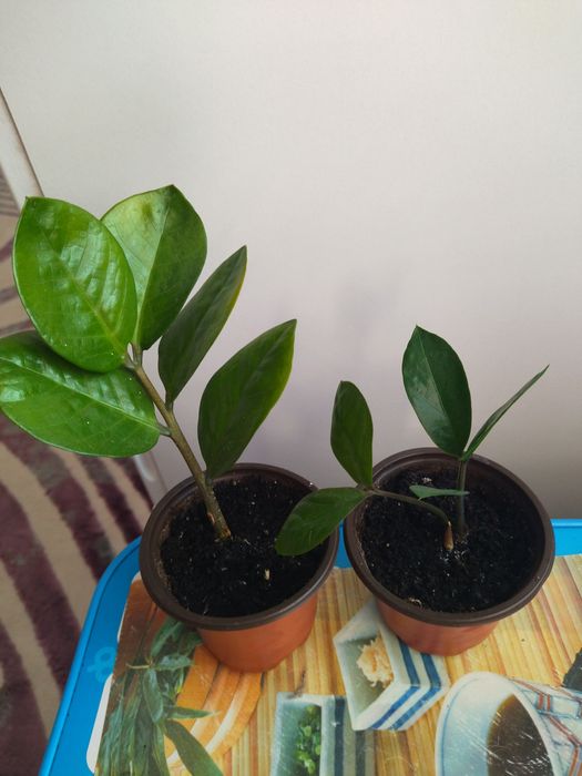 Замиакулькас или долларовое дерево