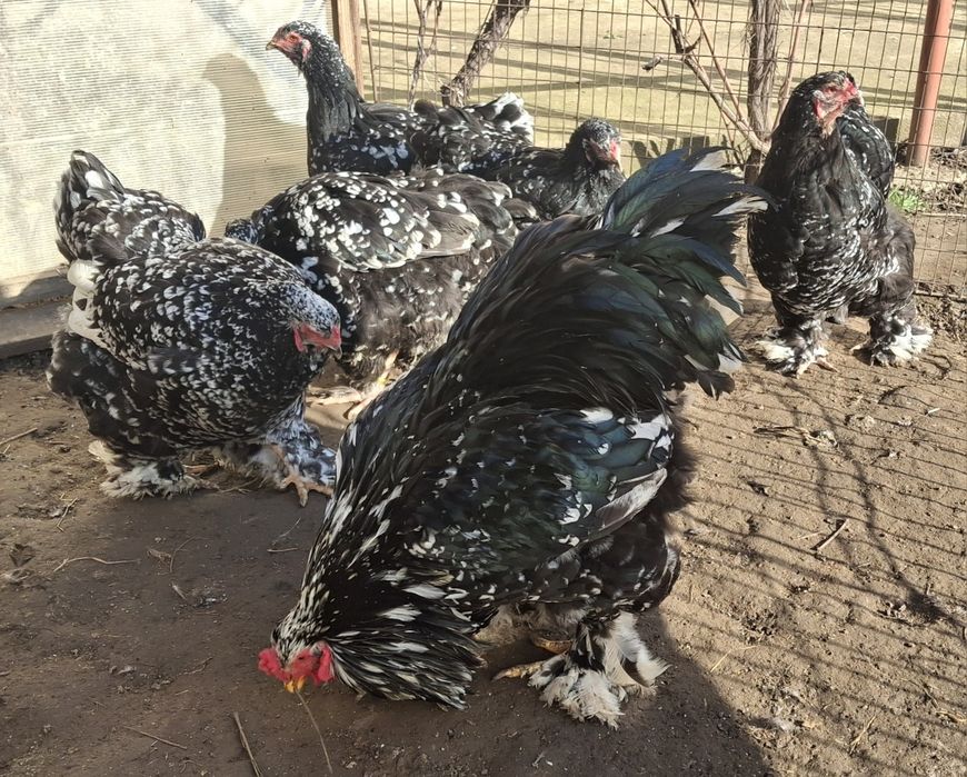 Vând ouă de incubat brahma negru bobat