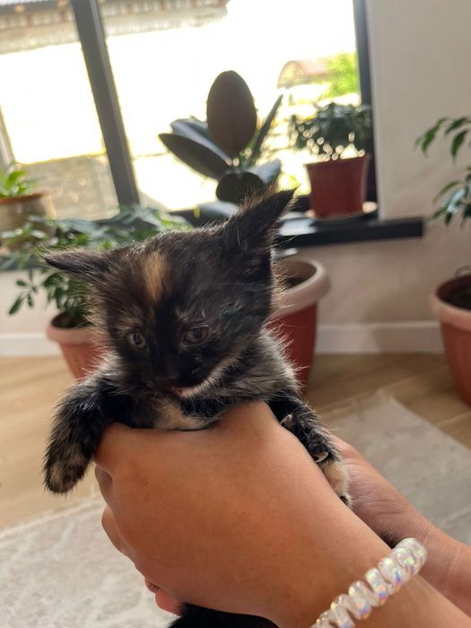 Котята в хорошие руки