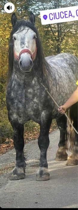 Vand sau schimb armasar sur