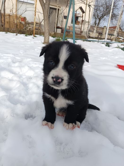 Подарявам кученца