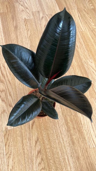 Комнатные растенич