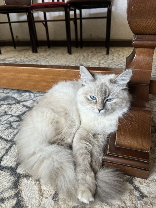 Бесплатно ,Кошка,мысык,котенок