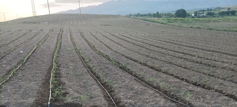 Халол Музорабага инвестор керак