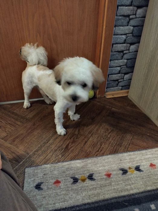 Tuns catei mici sector 6