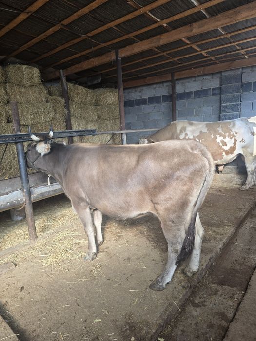 Буаз сиыр сатылады