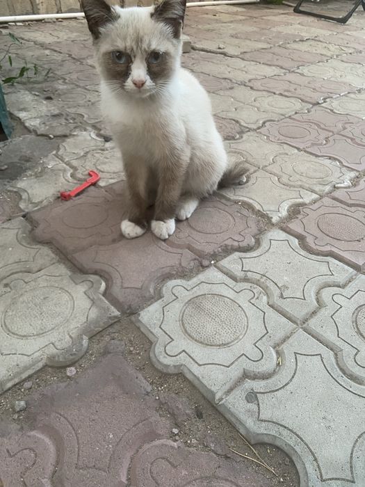 Отдам котят 4месяца