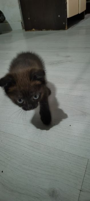 Отдам котят вислоухие 2 девочки