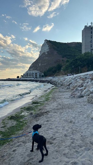 Cățel 9 luni pentru adopție – microcipat, pașaport, vaccinat