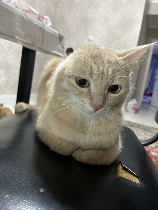 2 Котёнока ищет новый дом