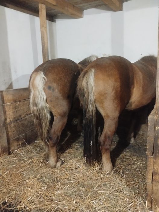 De vanzare iapa de 6 ani cu manza de 2 ani