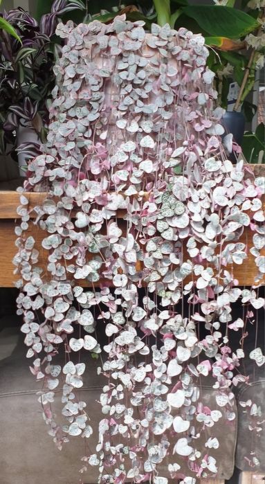 Церопегия Вуди. Суккулент