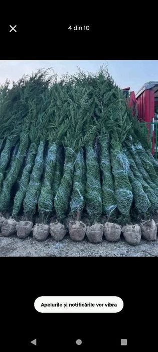 Platani leyladi mesteacăn tei catalpa