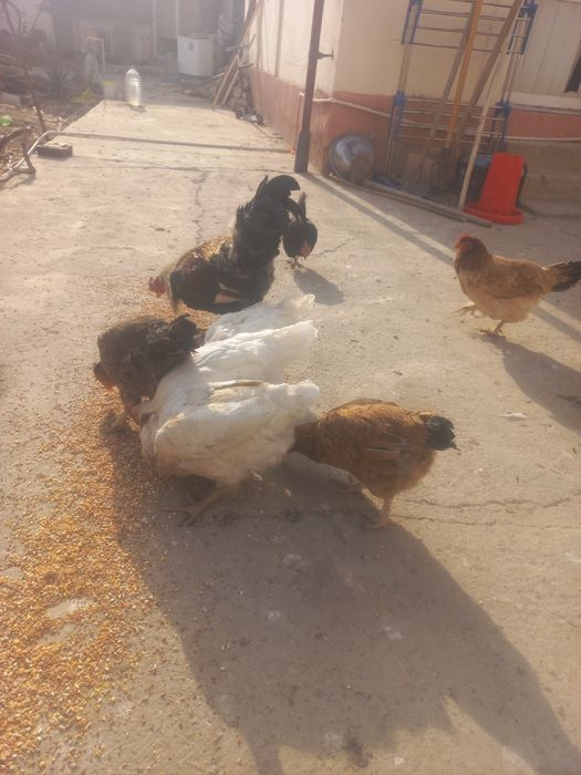 Дамашни товуклар