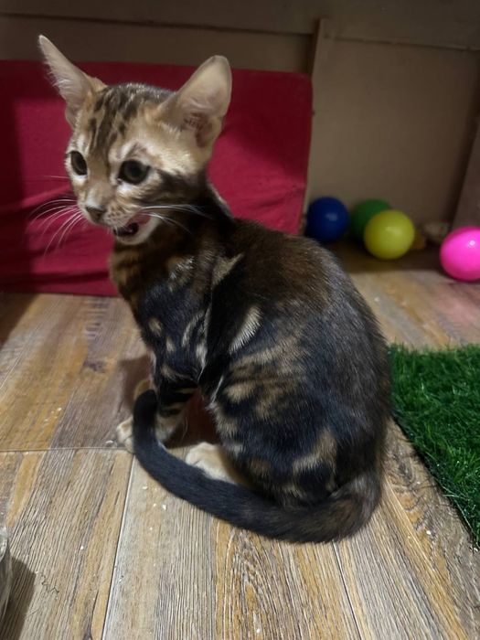 Бенгальские котята