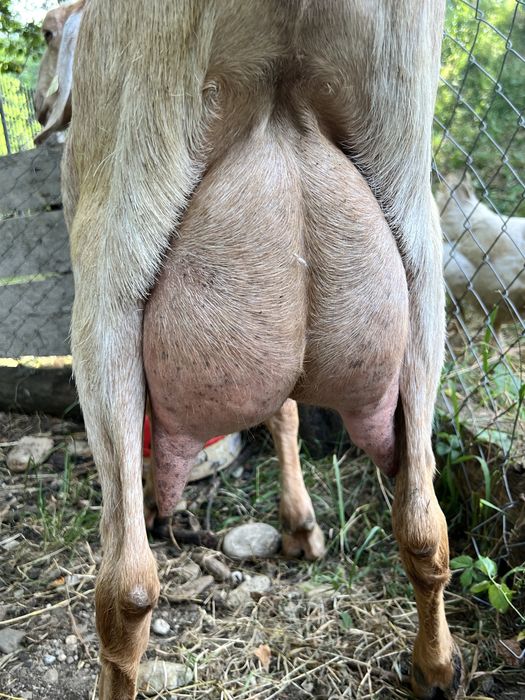 Capra anglonubian