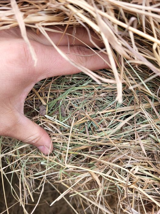 Сено в рулоне луговое разнотравье