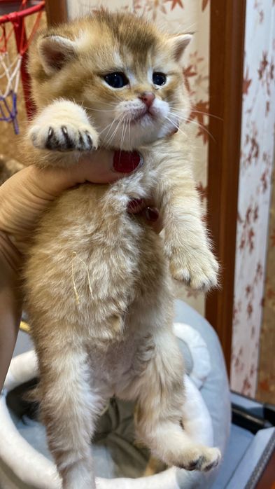 Продаются в котята, качество 100%