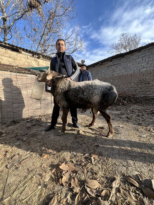 Qochqor Jaydari 3 ta kotta bor