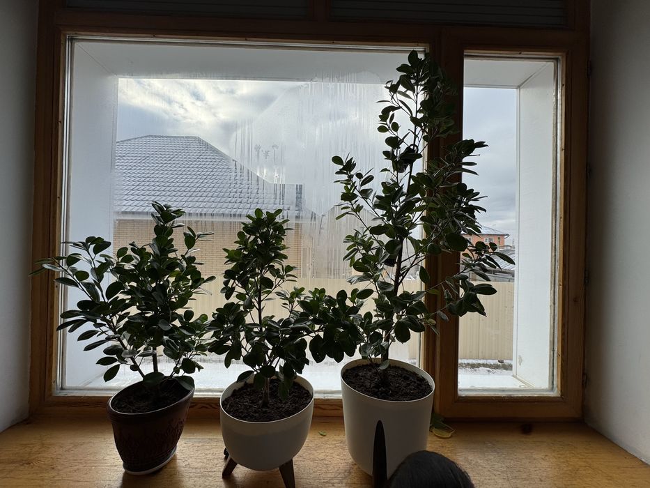 Фикус для офиса и дома