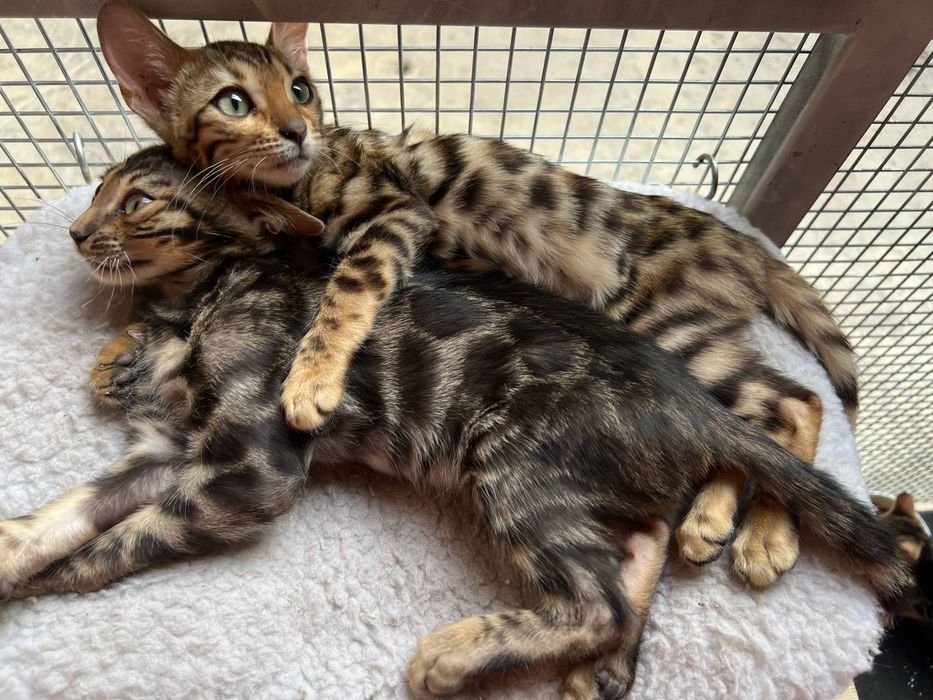 Бенгальский котята