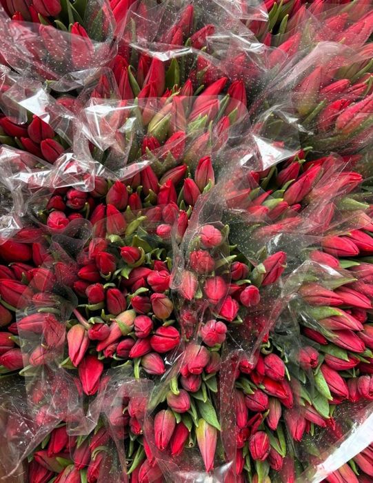Тюльпаны на 8марта опт,розница
