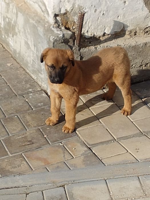 Продам собаку.150т.с.