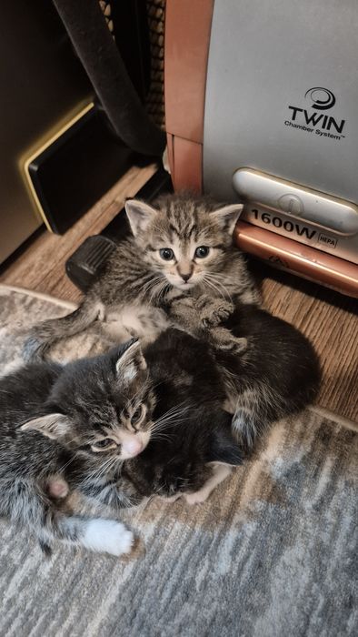 Отдам котят в добрые руки!