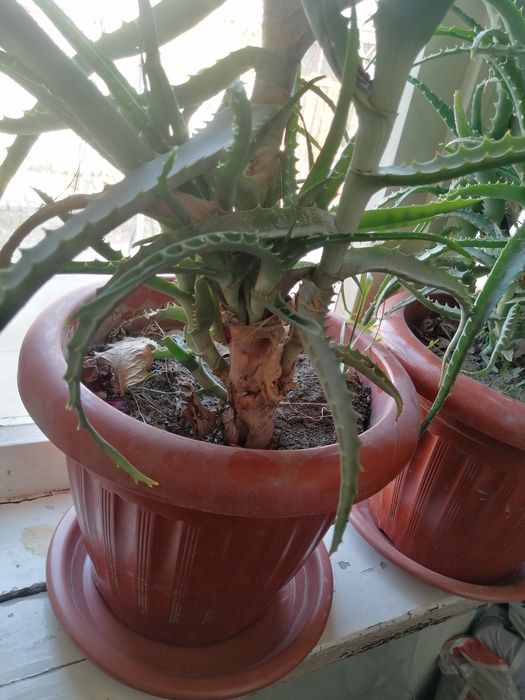 Алоэ кучатлари сотилади 25000