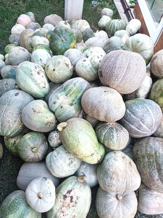 Тикви за животни