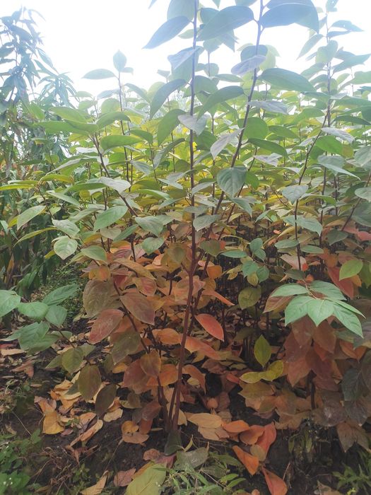 Xar xil turdagi mevali manzarali kochatlar