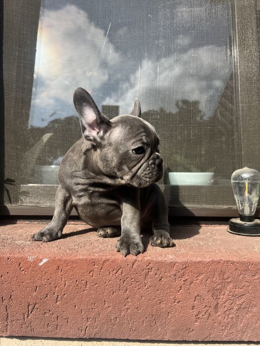 Bulldog francez blue