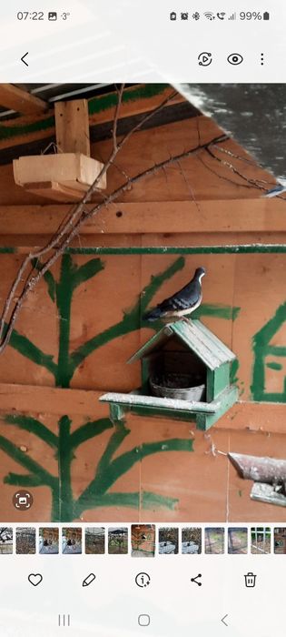 TURTURELE Exotice-Aripa  de bronz,aripă verde,tamburine, diamant,luzon