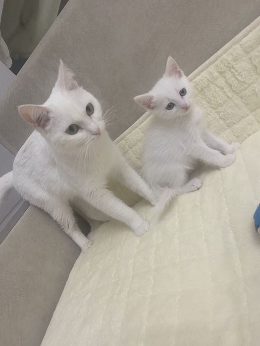Белый котенок, мальчик, турецкий ван