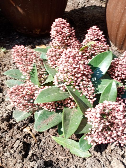 Skimiia japonica,preț 50 ron