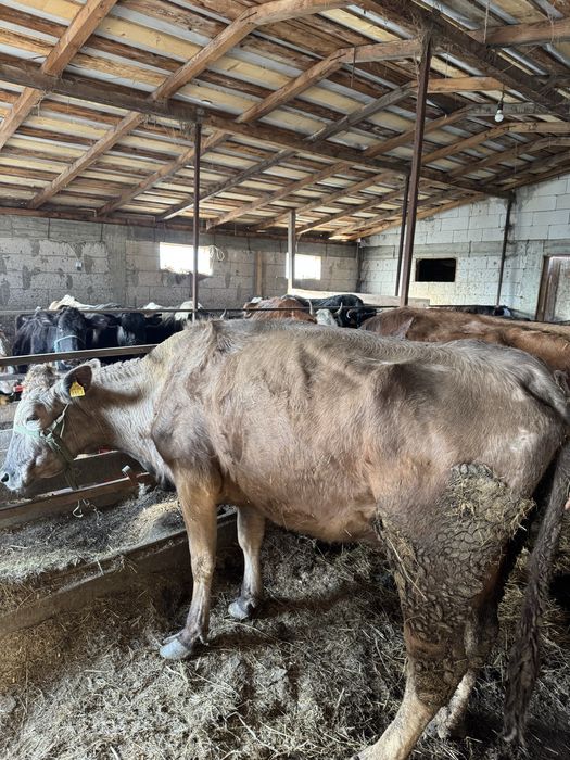 Vand trei vaci mai multe detali la telefon