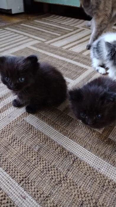 Котята ищут дом.