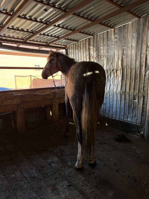 Жеребец, 4 года. На откорме