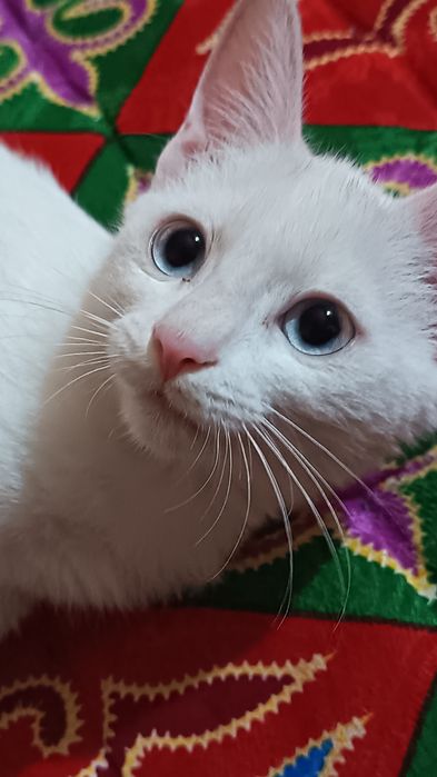 Котенок 6 месяцев