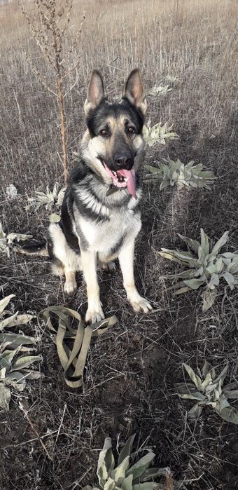 Восточно-европейская овчарка кобель