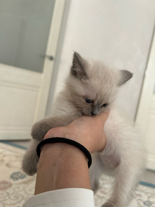 Отдас даром котенк